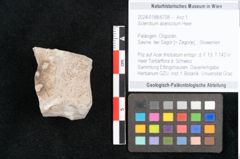 Foto (Objekt + Etikett) von Sclerotium acericolum Heer (NHMW-GEO-2024-0188-6708)